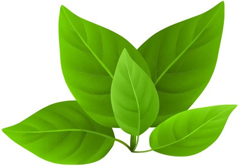 Leaf PNGs for Free Download .